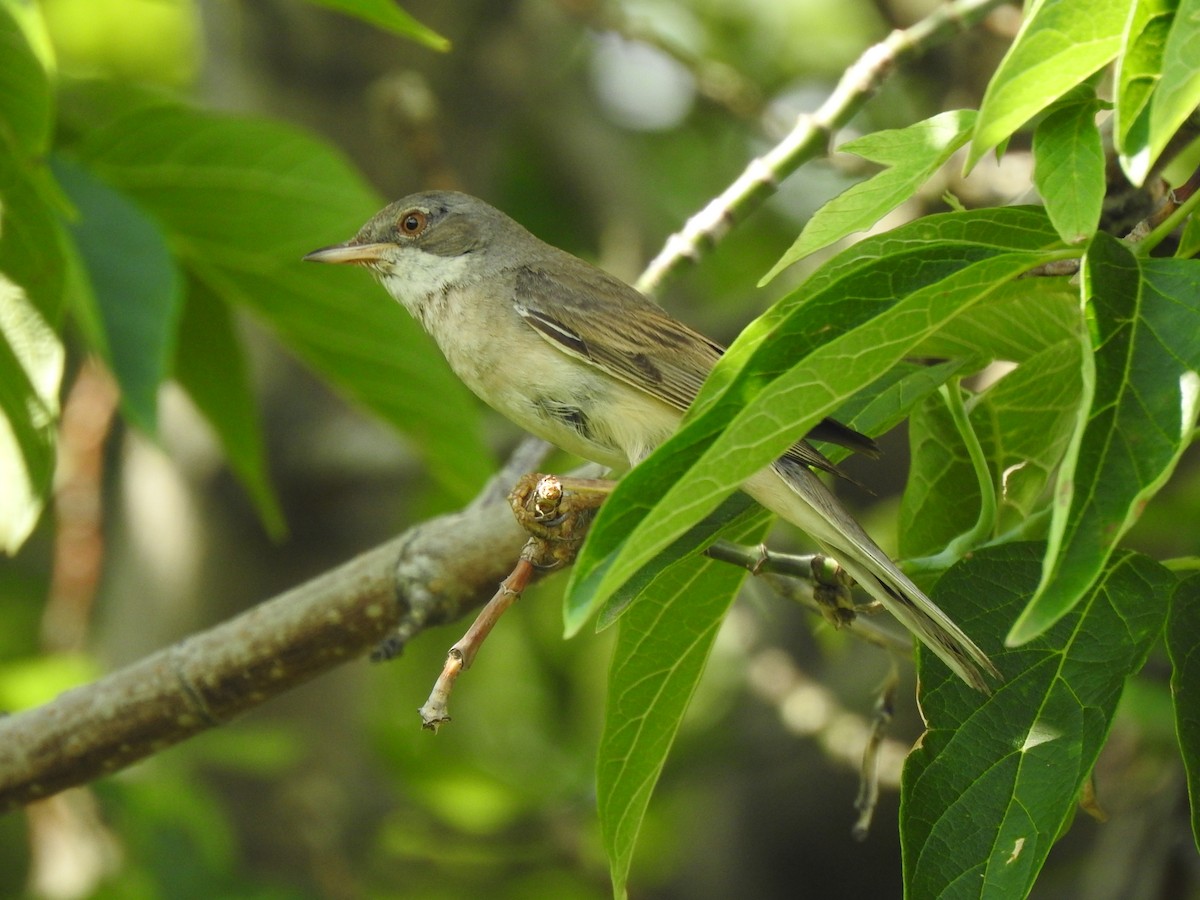 Greater Whitethroat - Igor Kozytsky