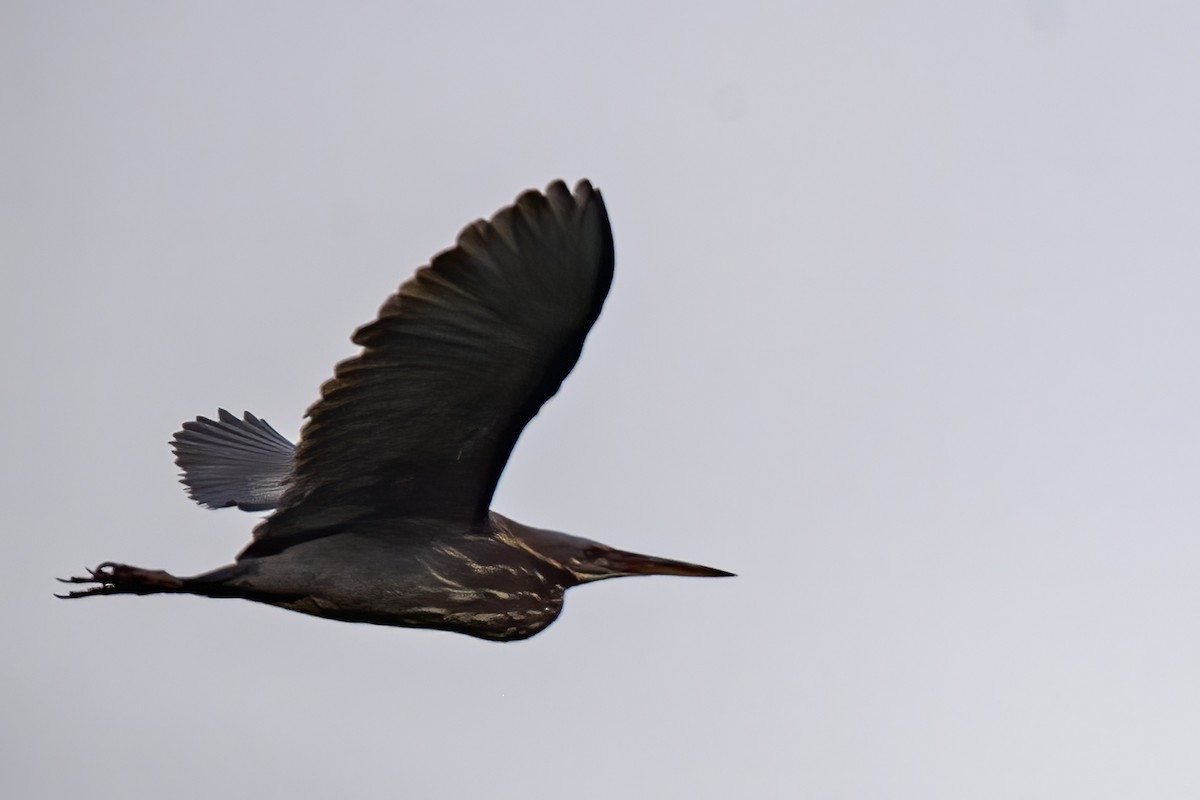 Black Bittern - Manjunath Desai