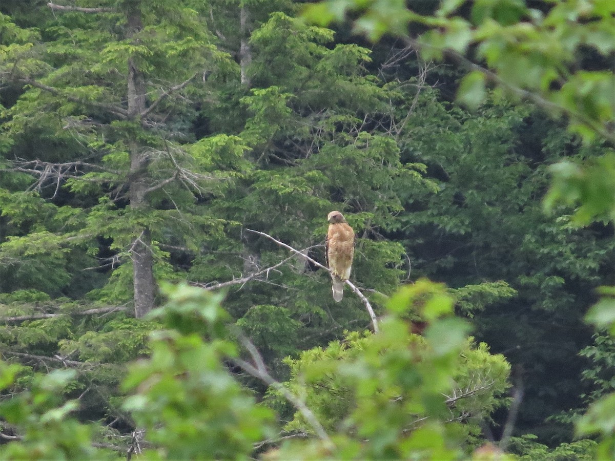 Red-shouldered Hawk - ML247430041