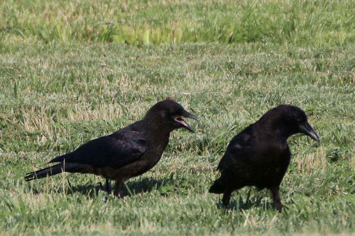 American Crow - ML247430311