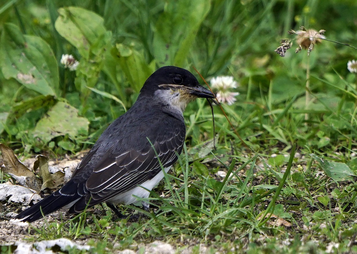 Eastern Kingbird - ML247434821