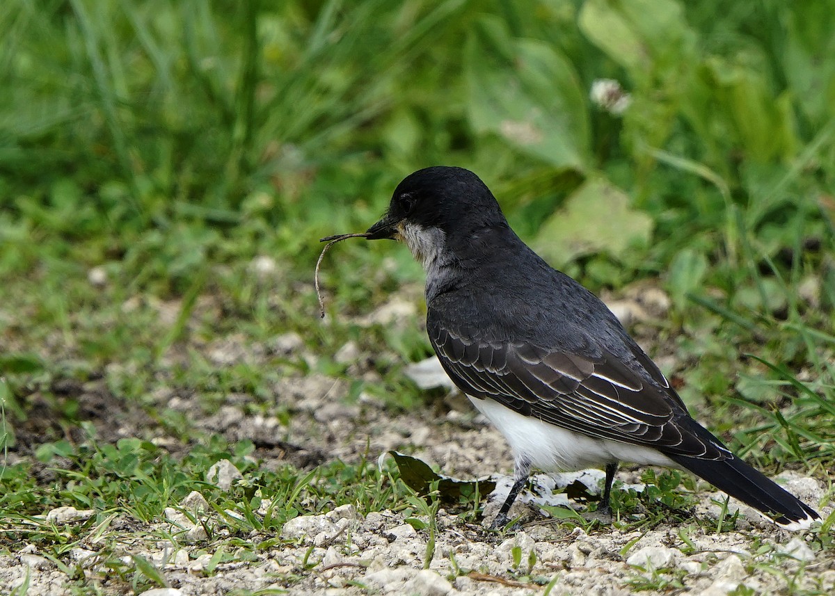 Eastern Kingbird - ML247434831