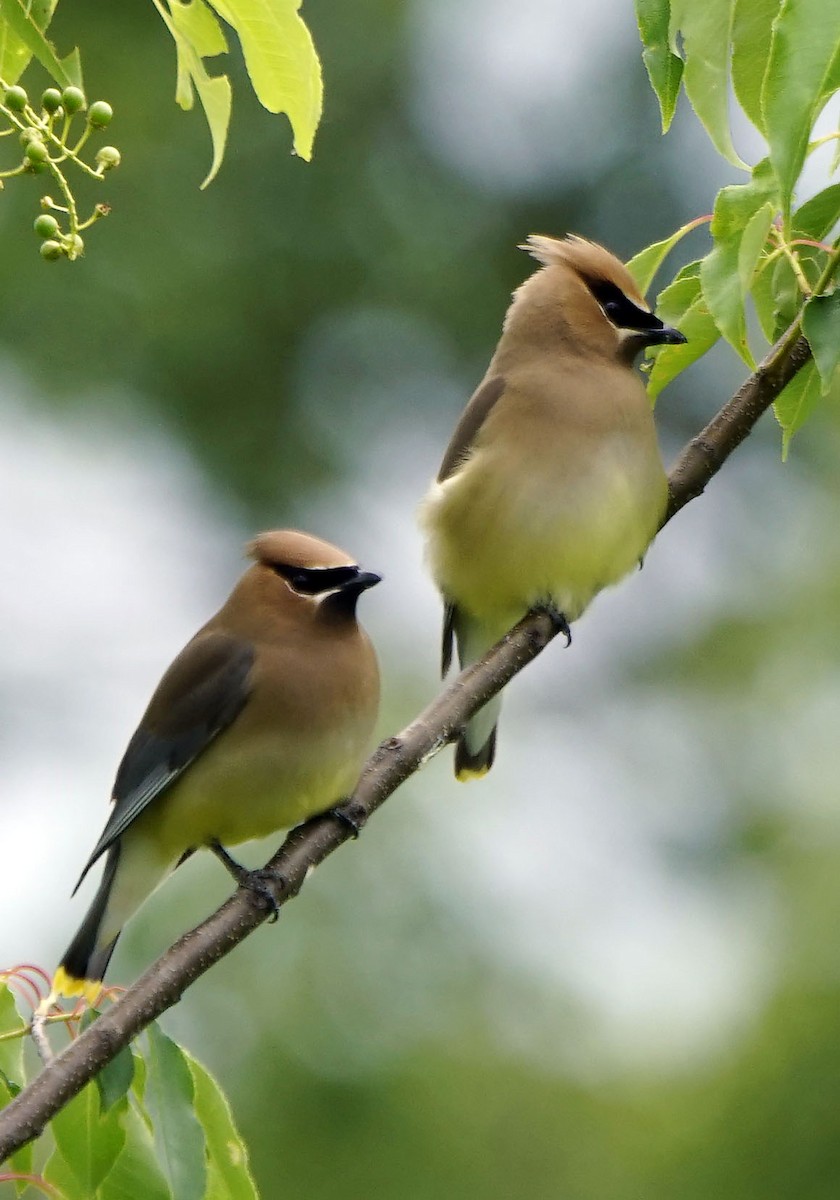 Cedar Waxwing - ML247435031