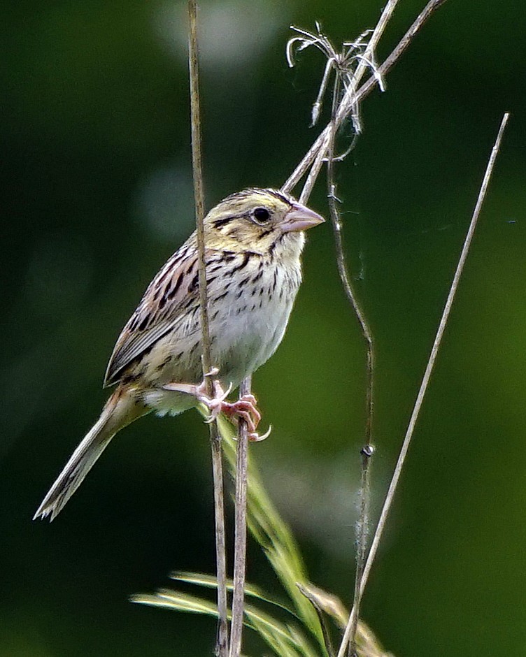 Henslow's Sparrow - ML247435181