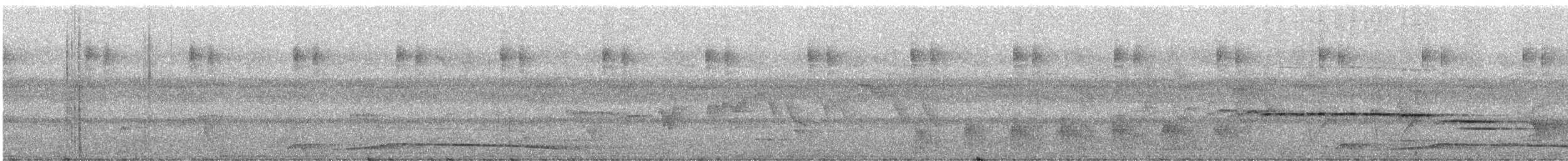 Fasantaube (cervicalis) - ML247438