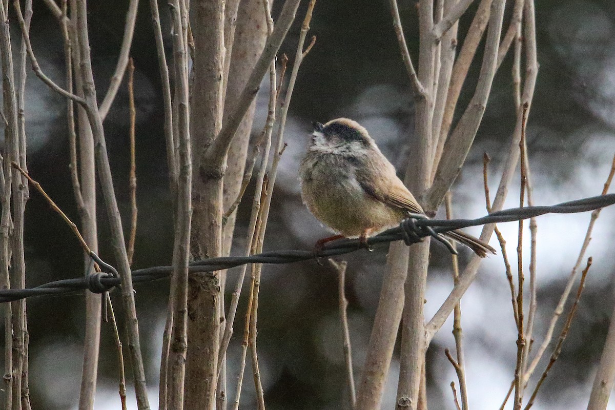 White-cheeked Tit - ML247439251