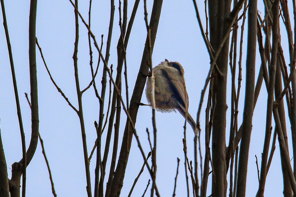 White-cheeked Tit - ML247439331