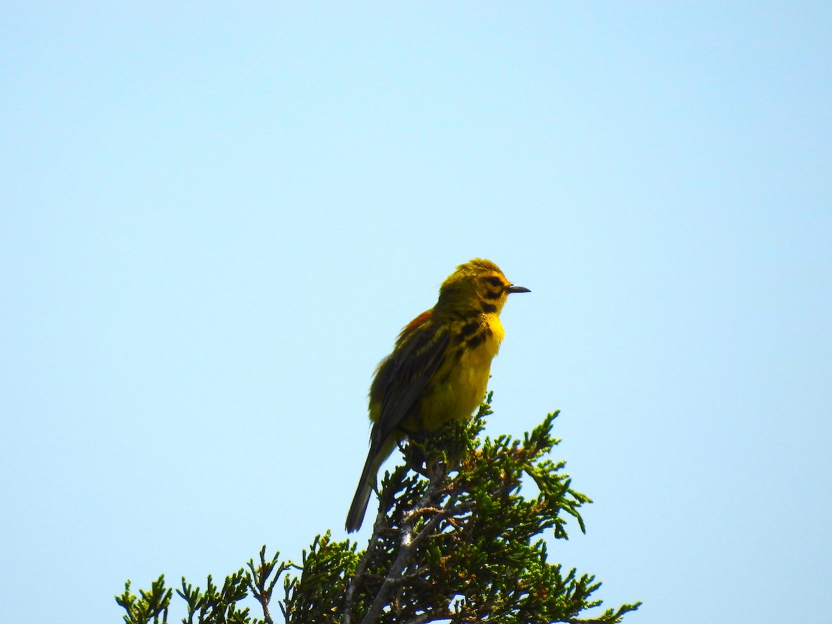 buskparula - ML247440661