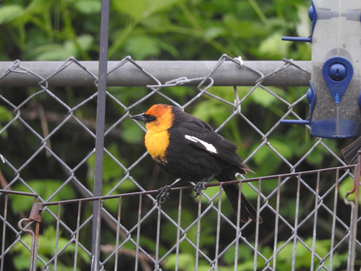 Yellow-headed Blackbird - ML247441061