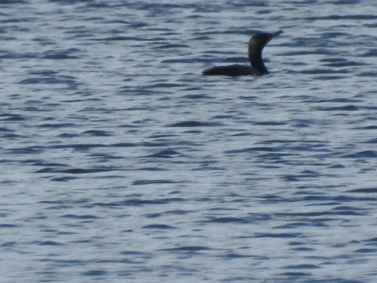 Double-crested Cormorant - ML247442171