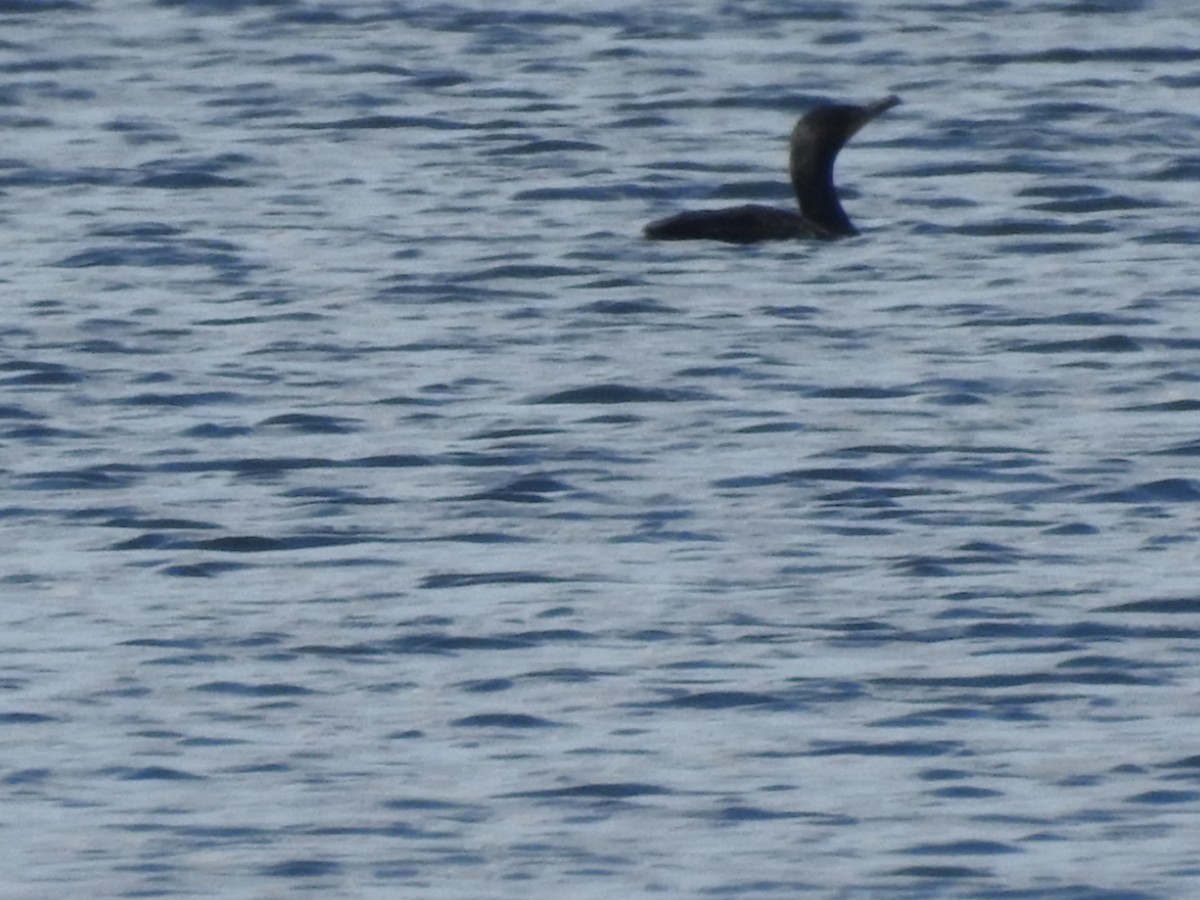 Double-crested Cormorant - ML247442171