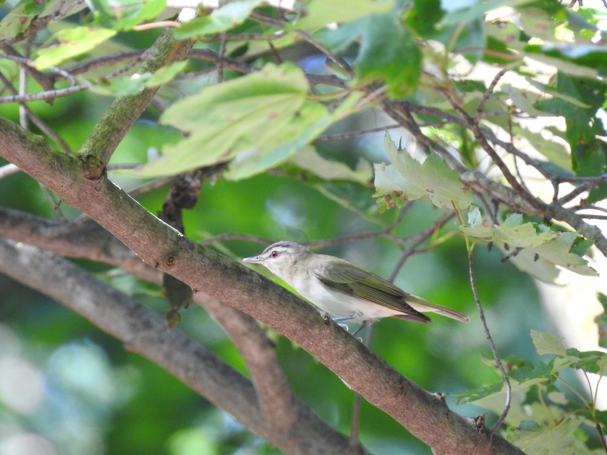 Red-eyed Vireo - ML247442291