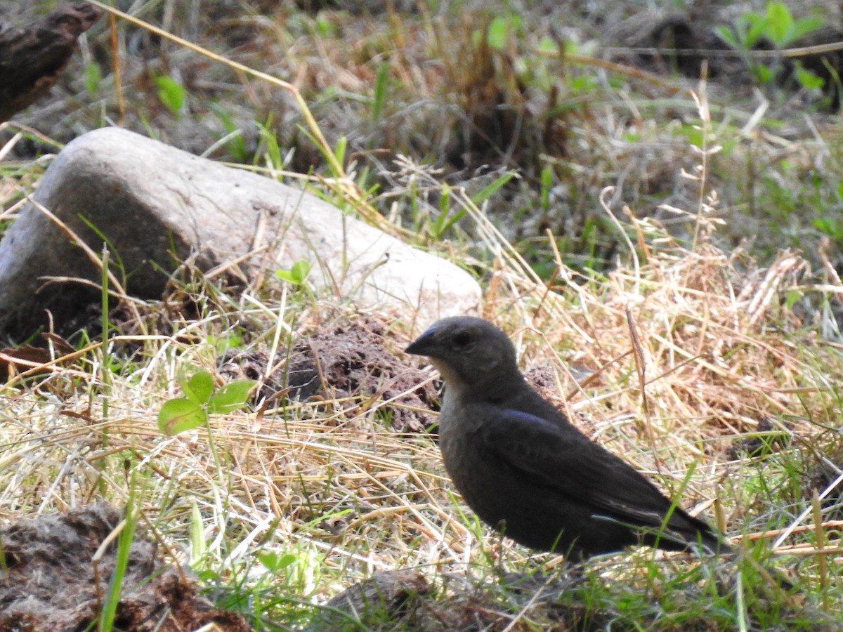 Brown-headed Cowbird - ML247442361