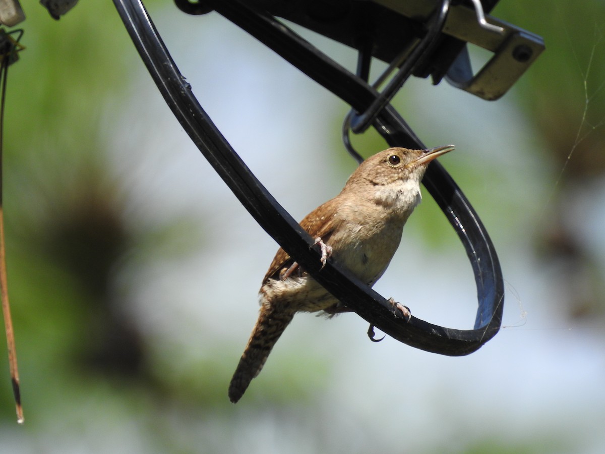 Northern House Wren - ML247442371