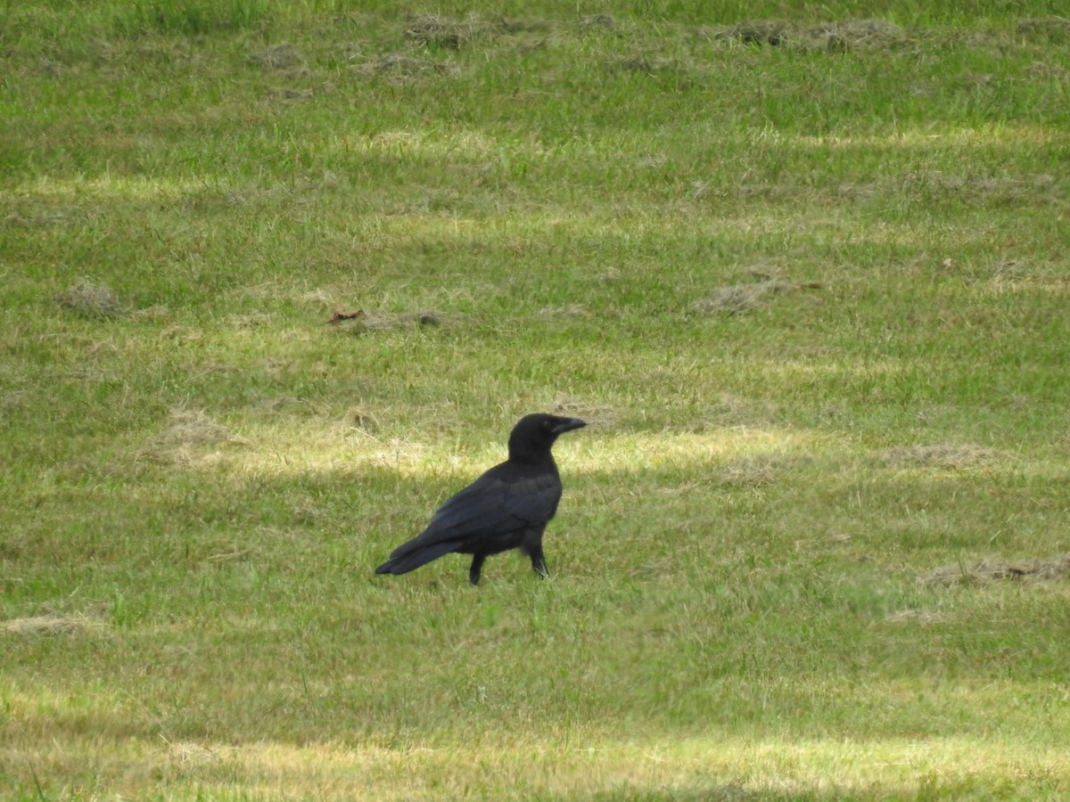 American Crow - ML247442391