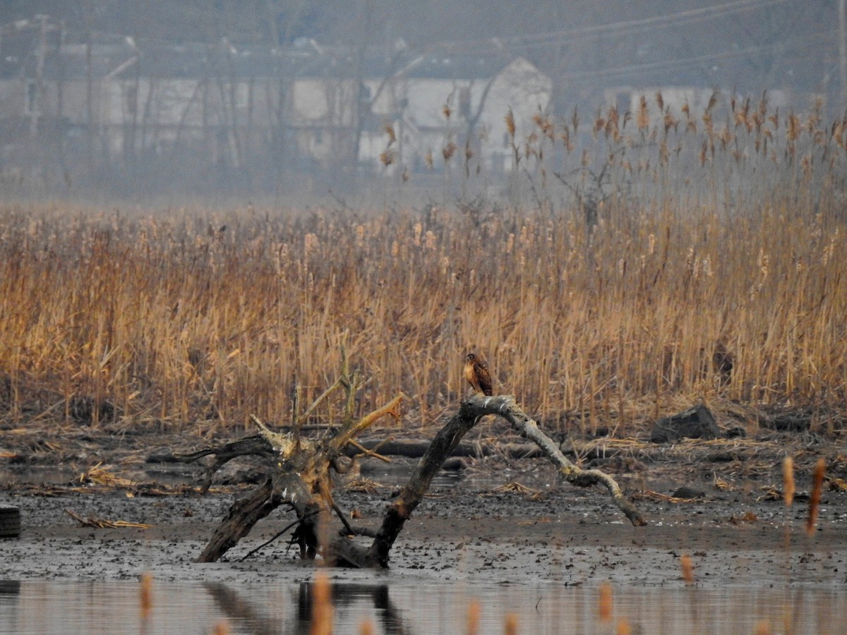 Northern Harrier - ML24744241