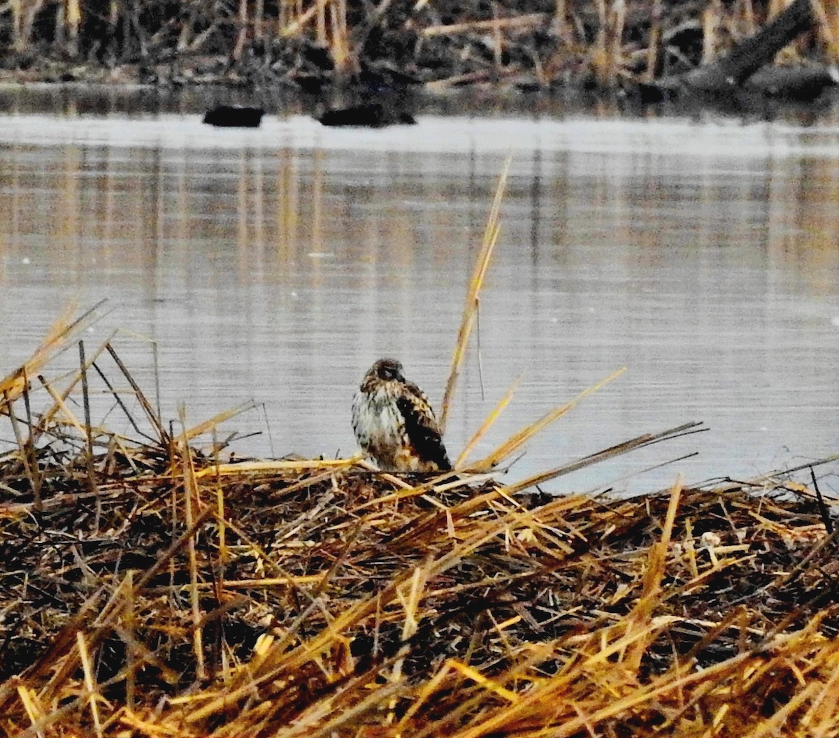 Northern Harrier - ML24744271