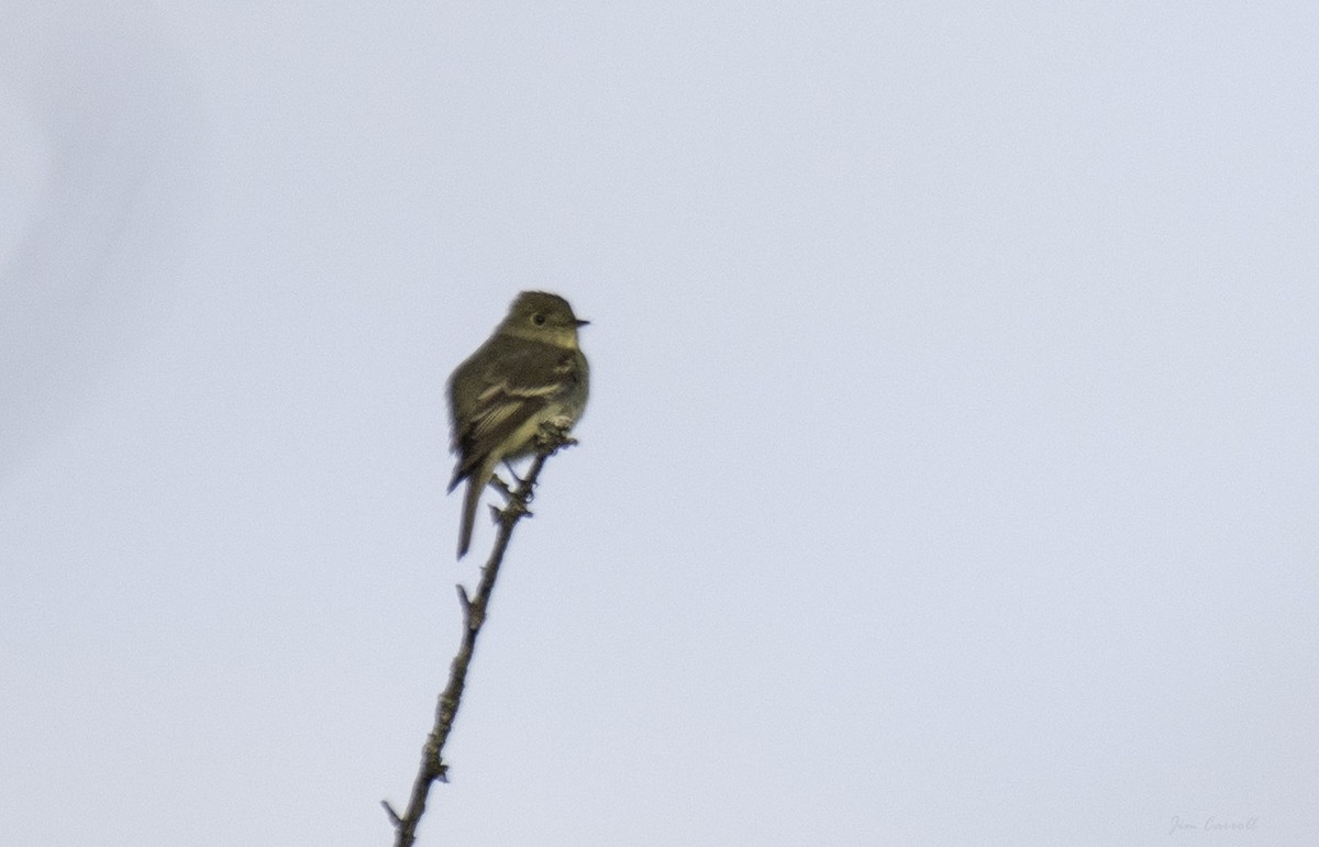 Yellow-bellied Flycatcher - ML247443571