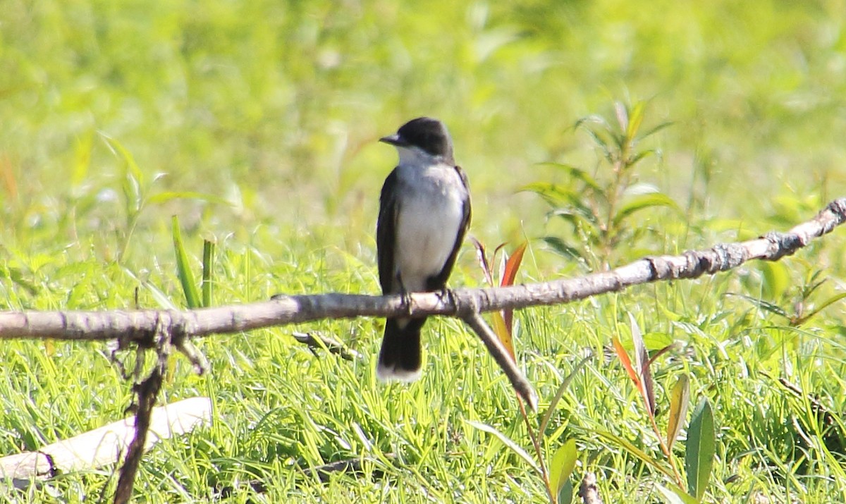 Eastern Kingbird - ML247443721