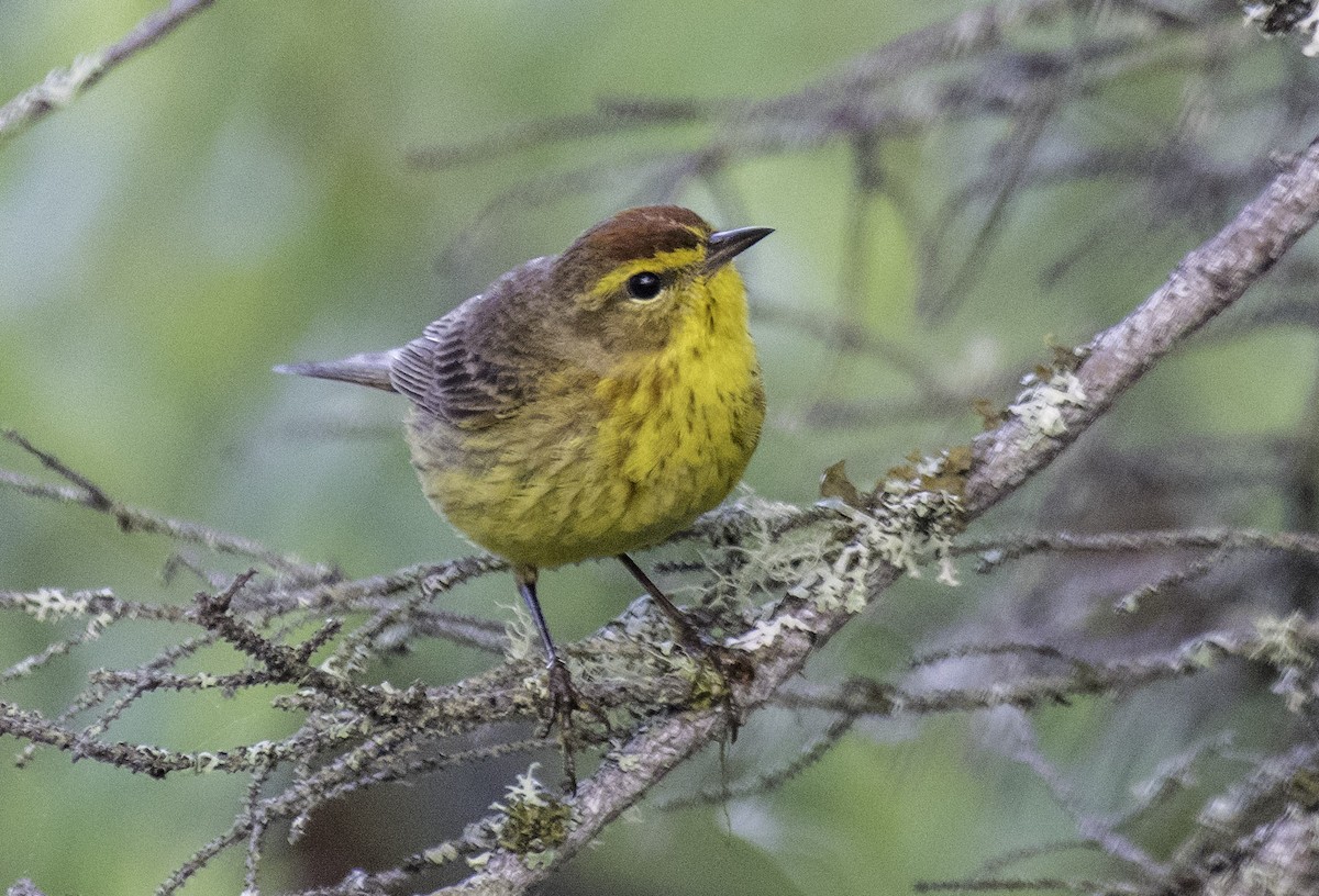 Palm Warbler - ML247444241