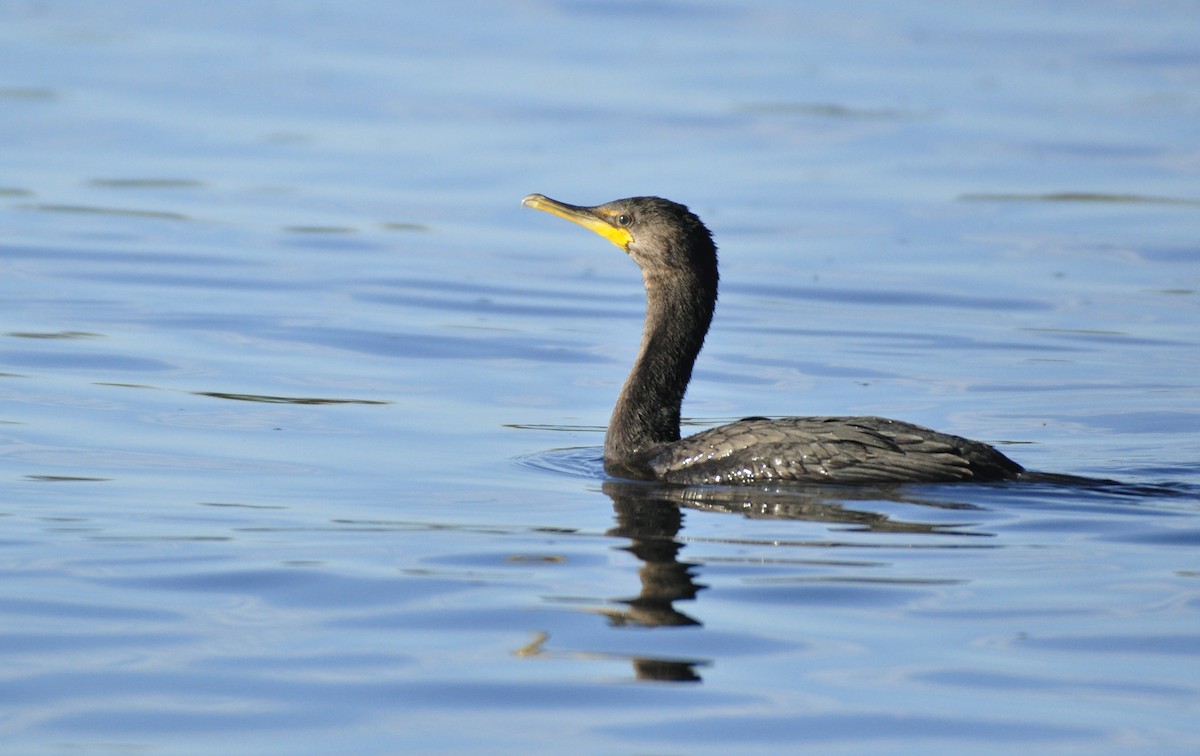 Double-crested Cormorant - ML247445391