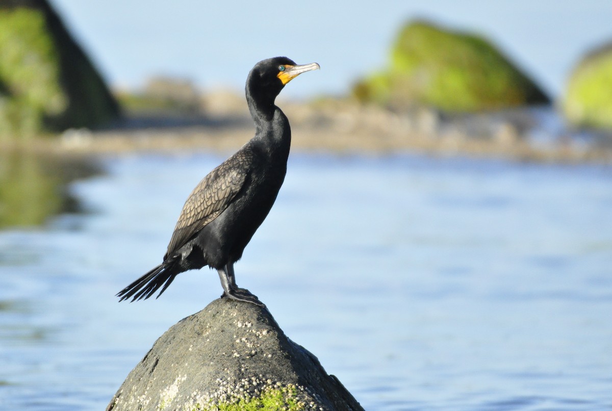 Cormorán Orejudo - ML247445411