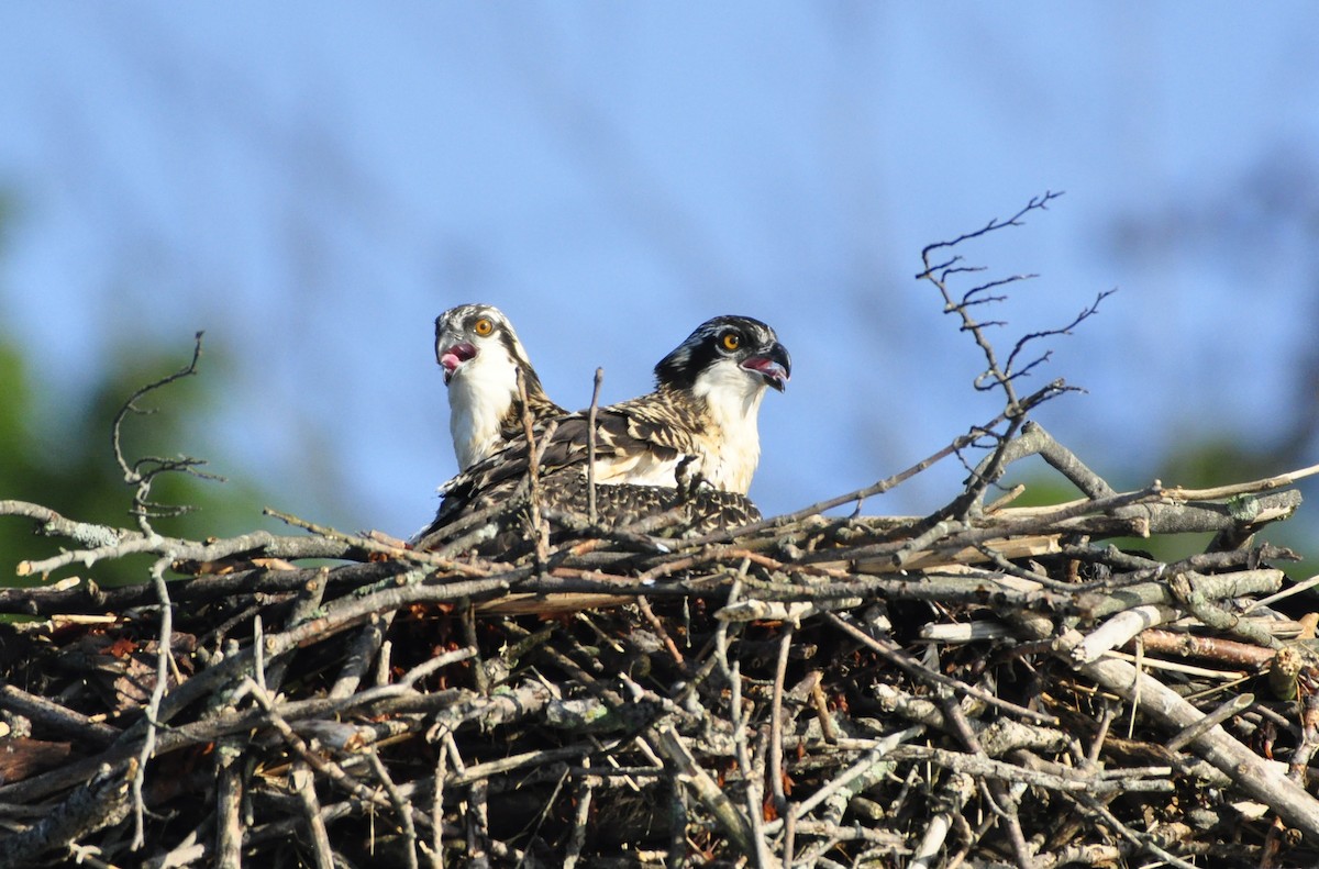 Águila Pescadora - ML247445481