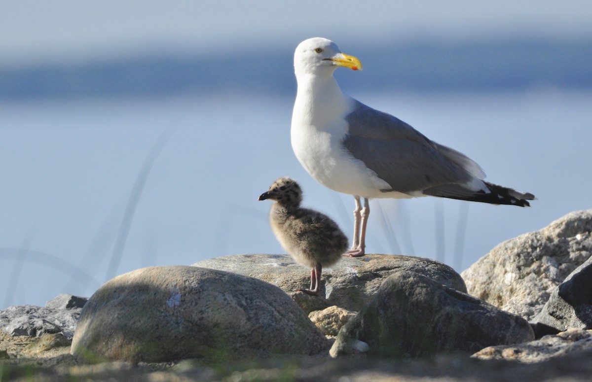 Gaviota Argéntea Americana - ML247445781