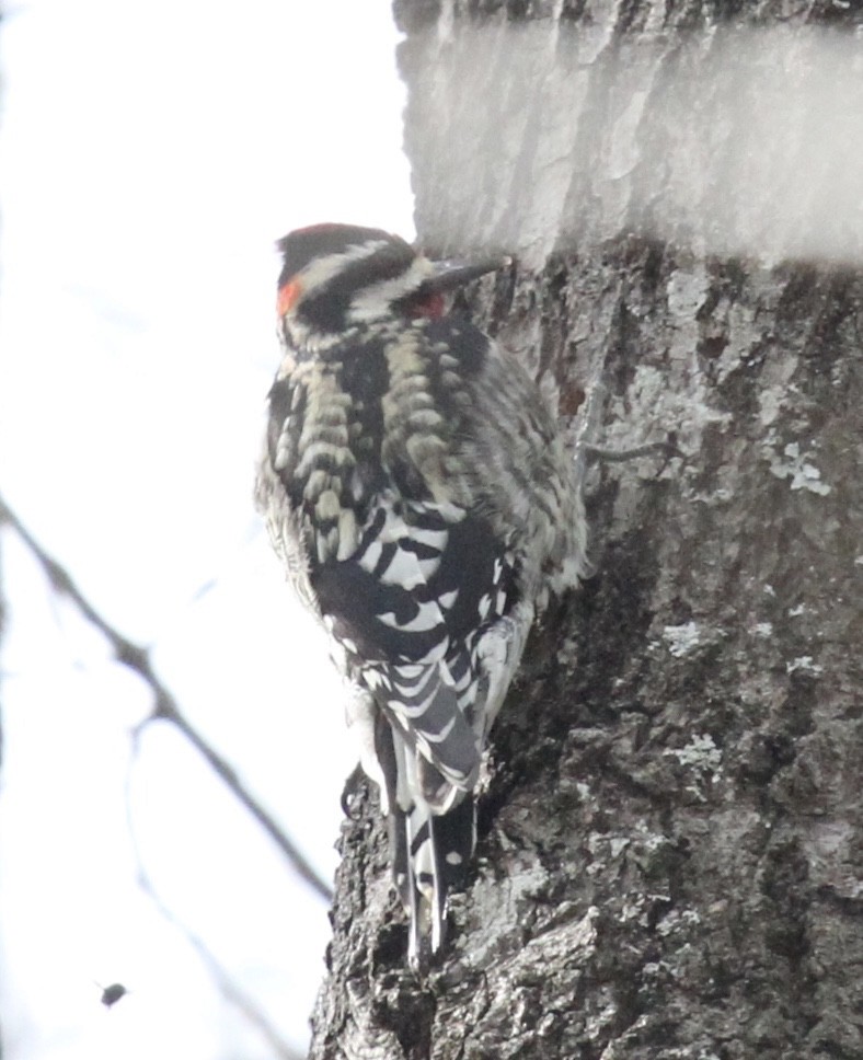 ub. sevjespett (Sphyrapicus sp.) - ML24744591