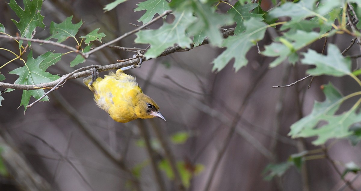 Audubon's Oriole - ML247446051