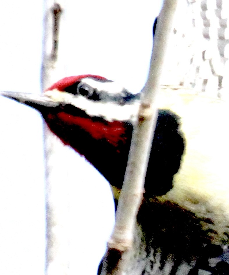 sapsucker sp. - ML24744611