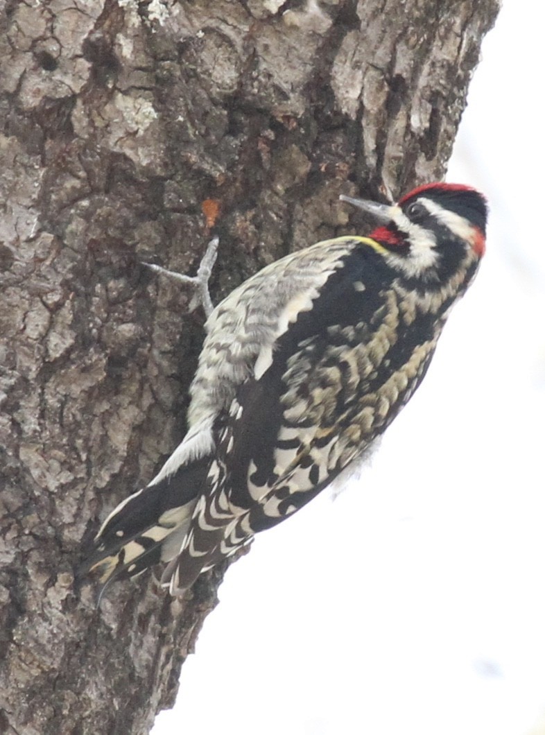 sapsucker sp. - ML24744621