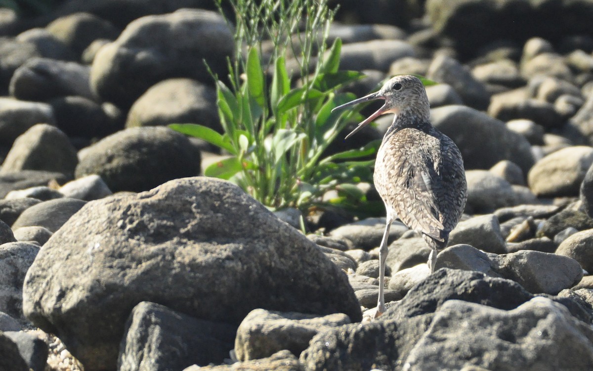 willetsnipe (semipalmata) - ML247446471