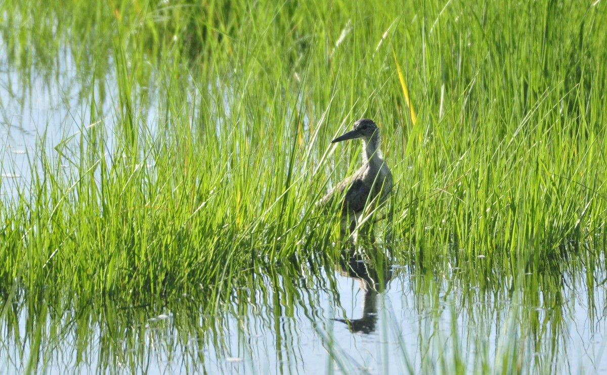 willetsnipe (semipalmata) - ML247446481