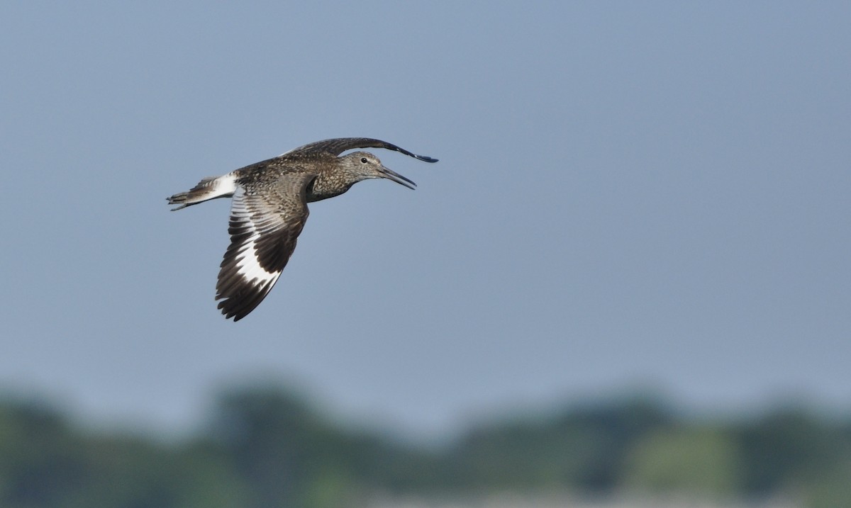 willetsnipe (semipalmata) - ML247446491