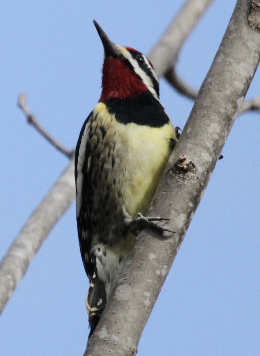 sapsucker sp. - ML24744661