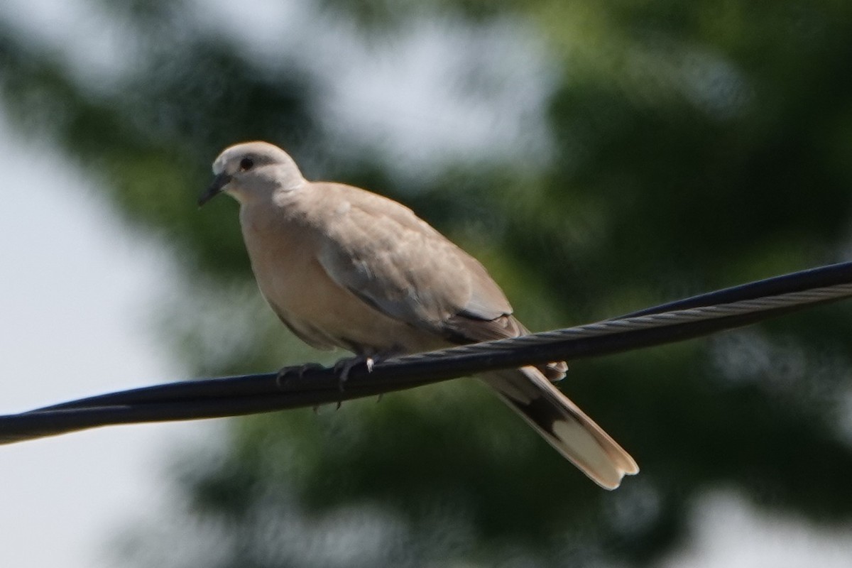 Eurasian Collared-Dove - P Albin