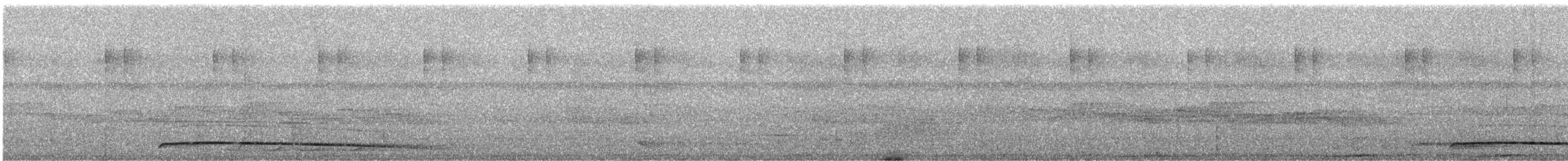 Fasantaube (cervicalis) - ML247447