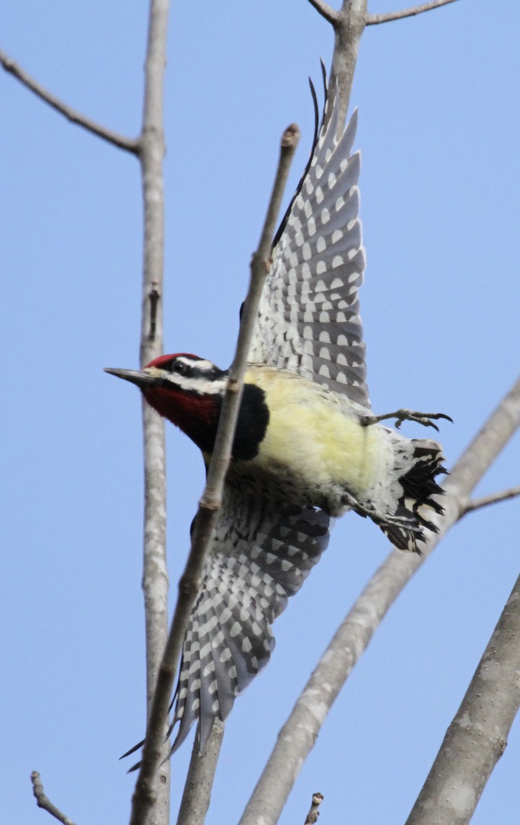 sapsucker sp. - ML24744711