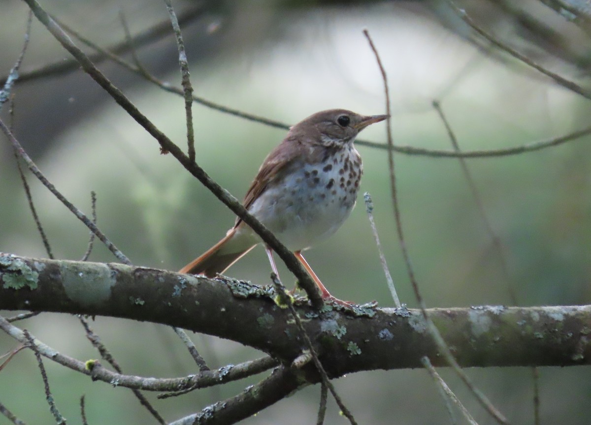 Hermit Thrush - ML247447181