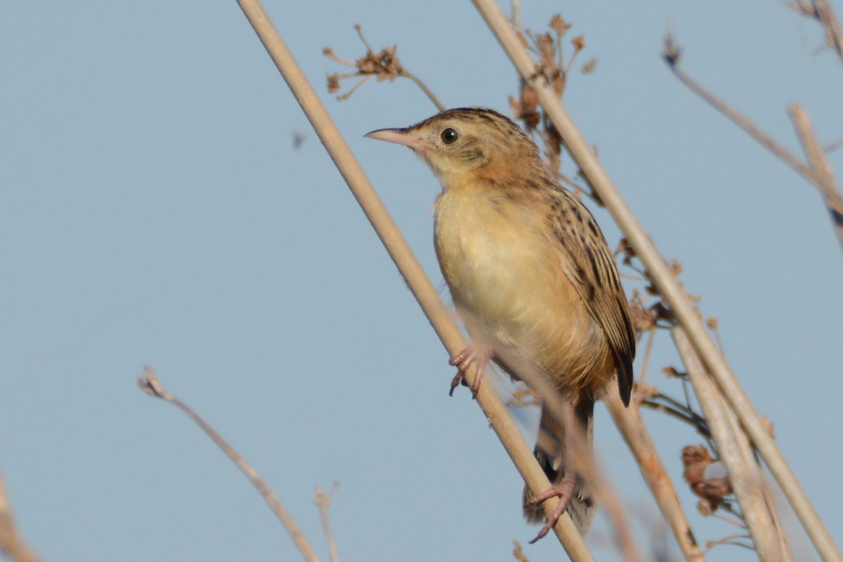 Zitting Cisticola - Ergün Cengiz