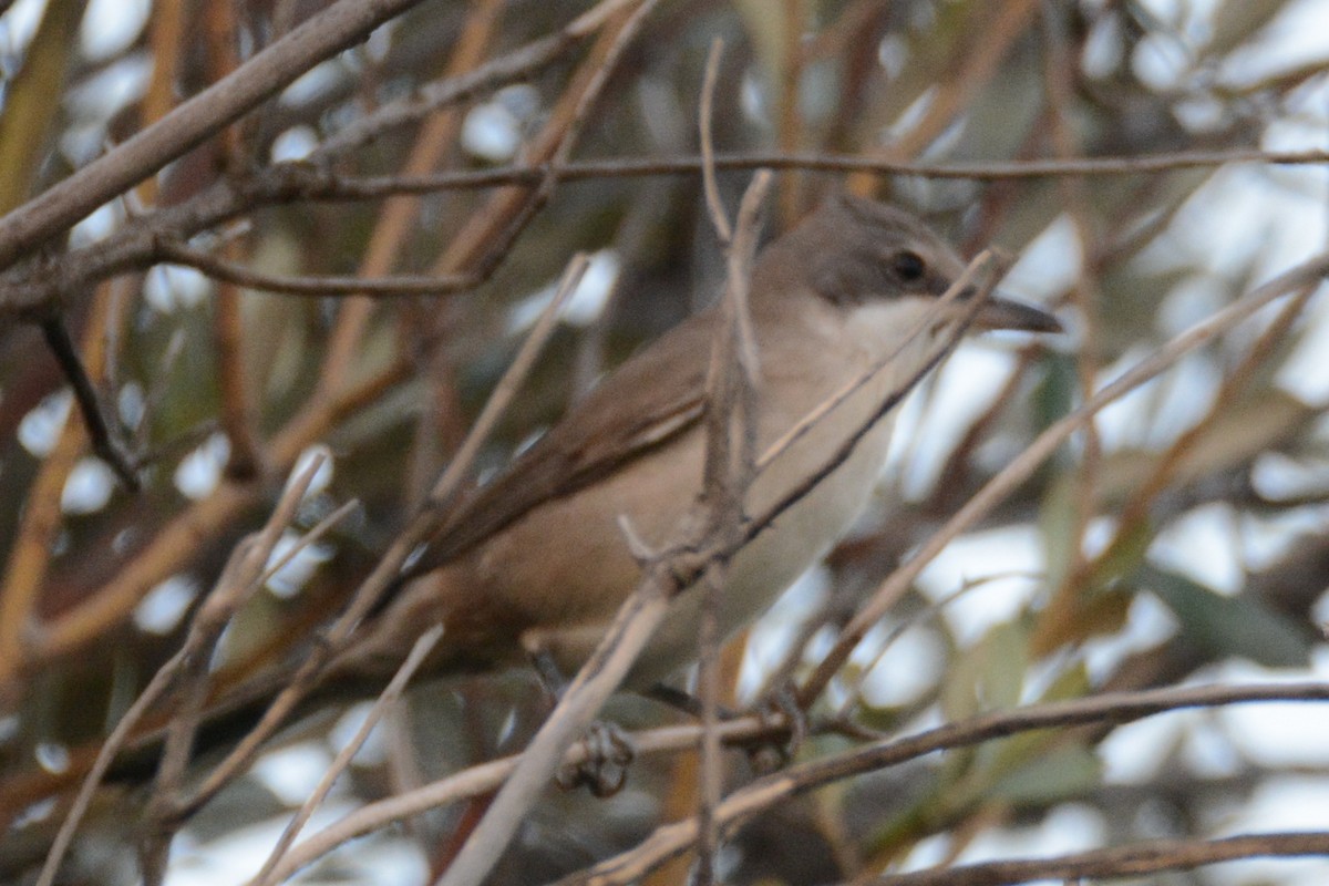 Eastern Orphean Warbler - ML247450081