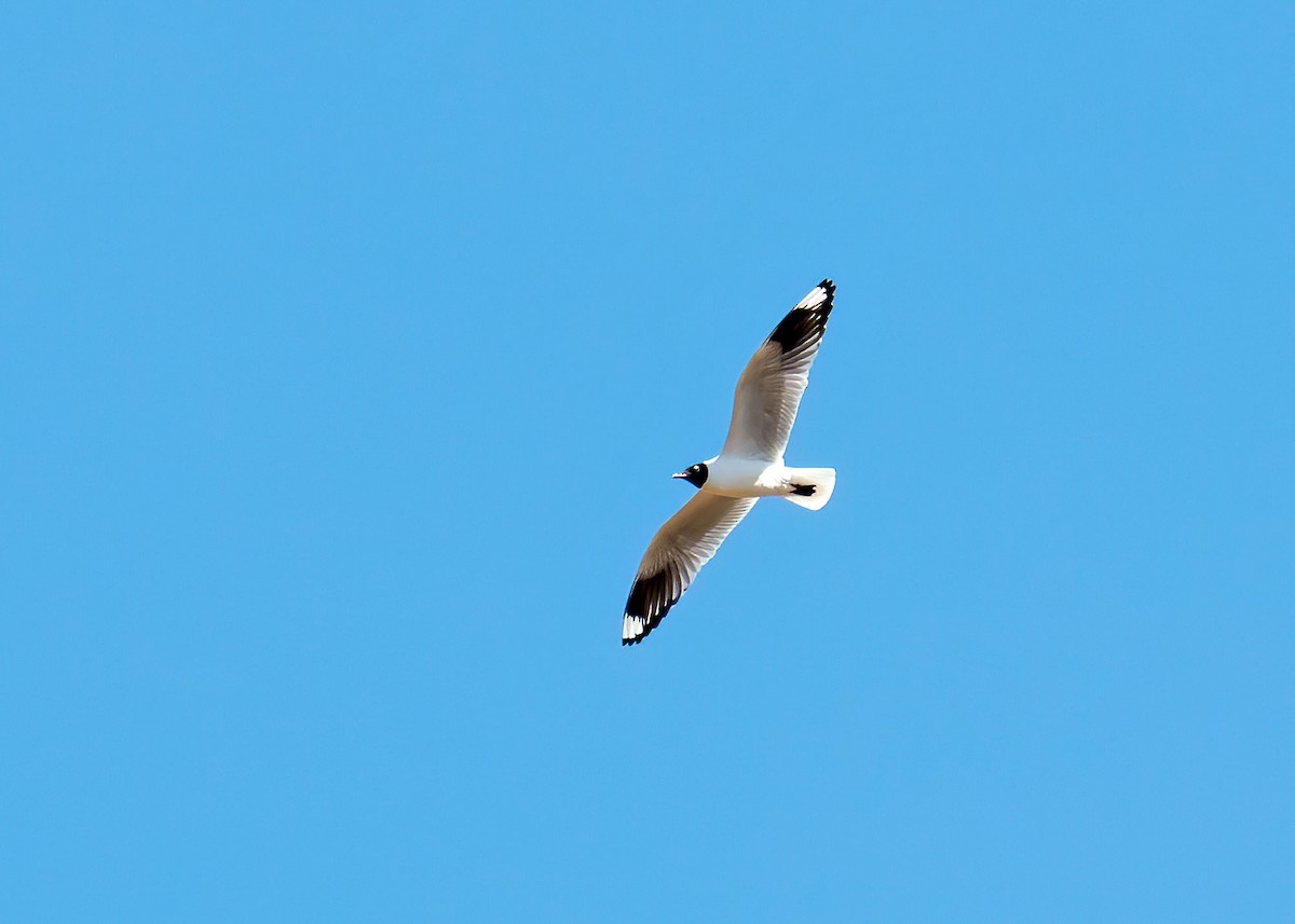 Andean Gull - ML247450611