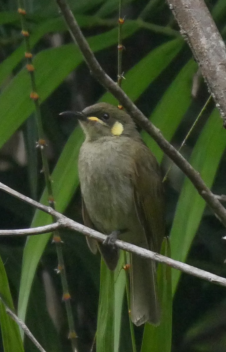 Yellow-spotted Honeyeater - Roger Horn