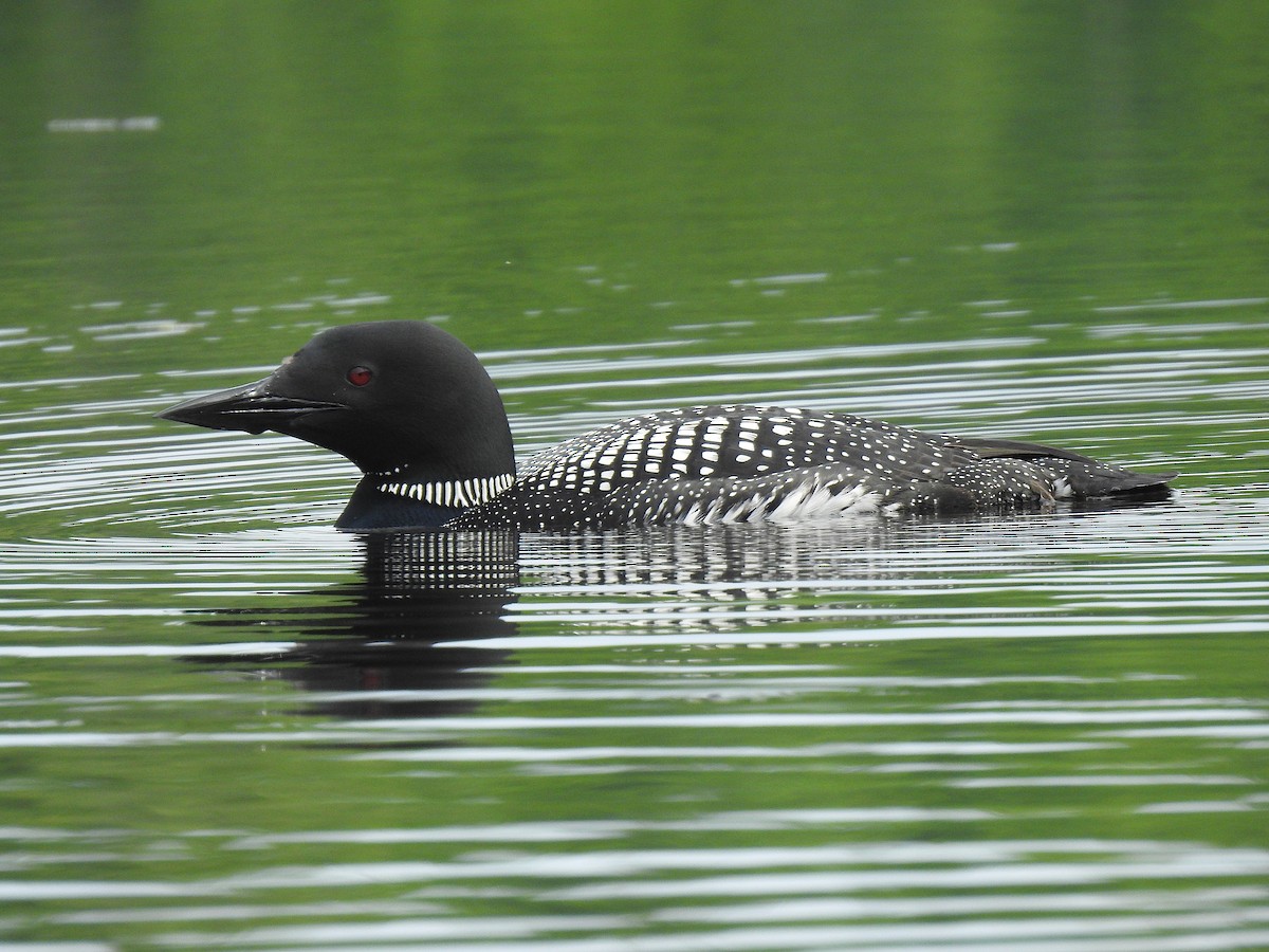 Common Loon - ML247452581