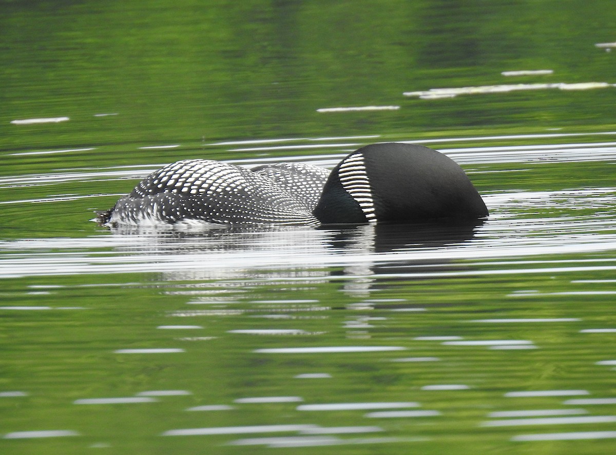 Common Loon - ML247452651