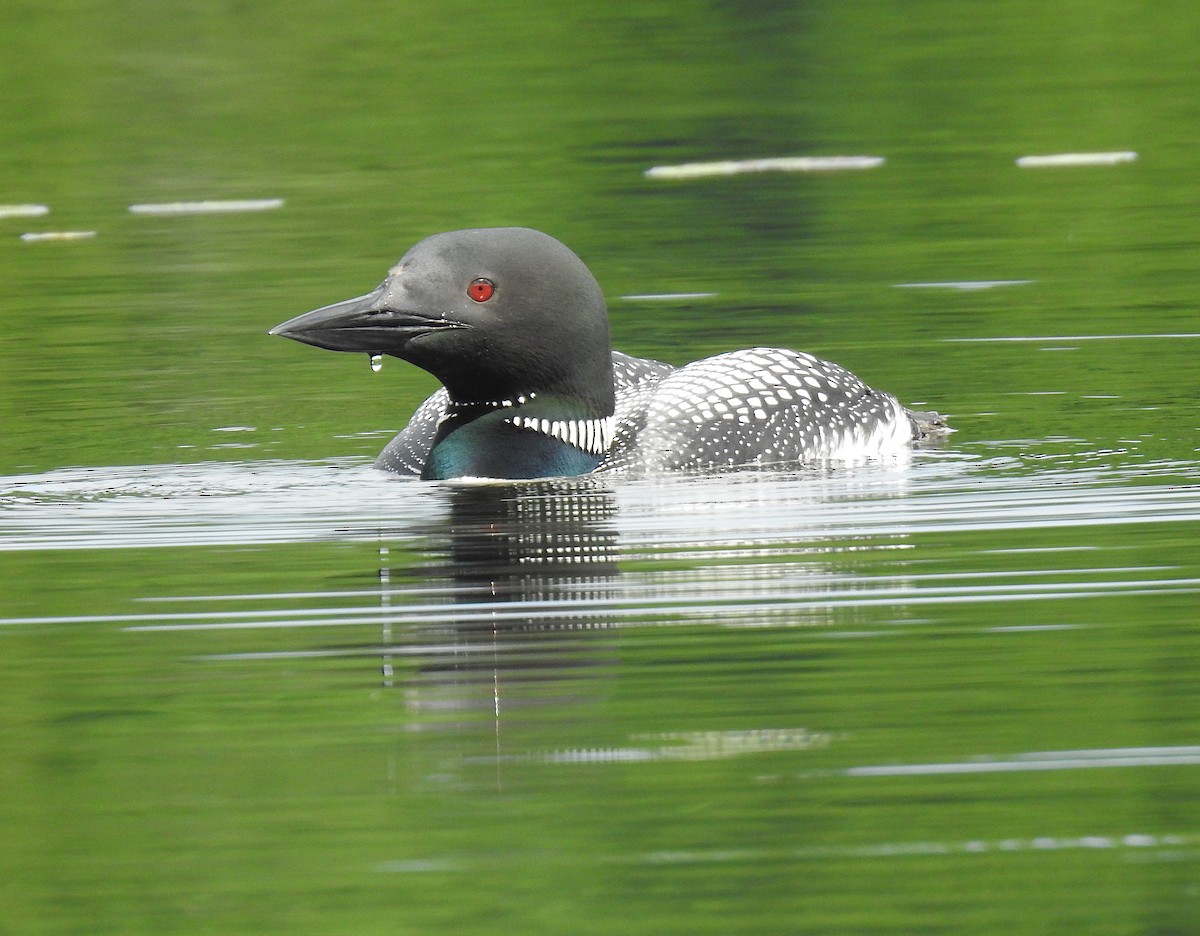 Common Loon - ML247452671