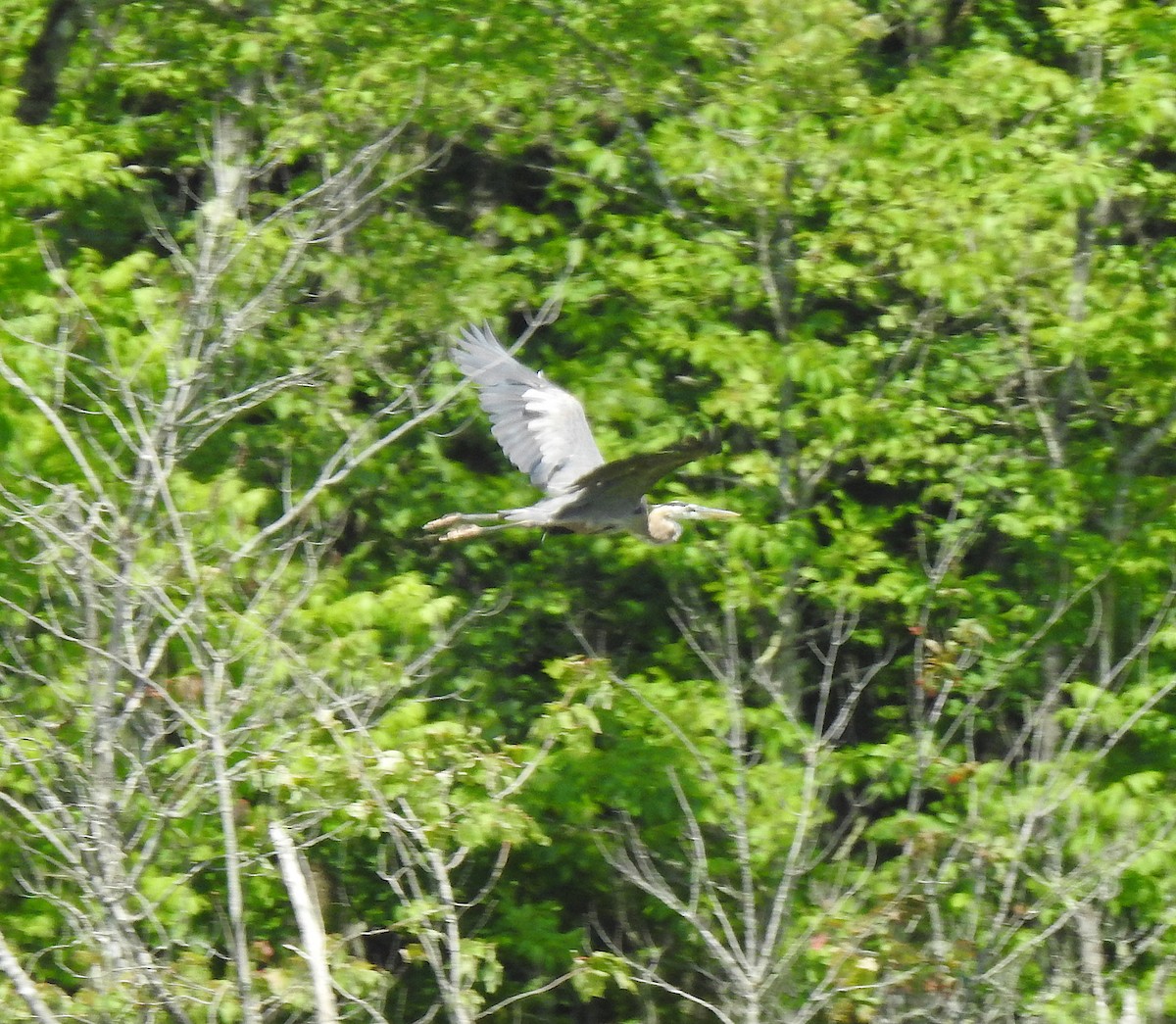 Great Blue Heron - ML247452741