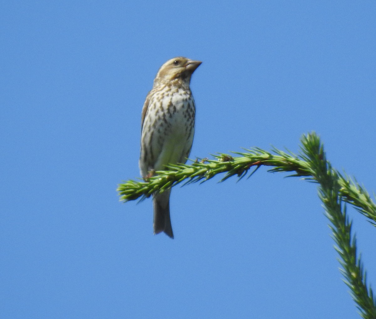 Purple Finch - ML247452851