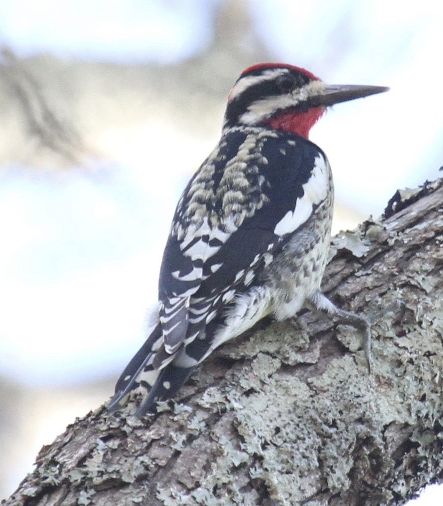 sapsucker sp. - ML24745361